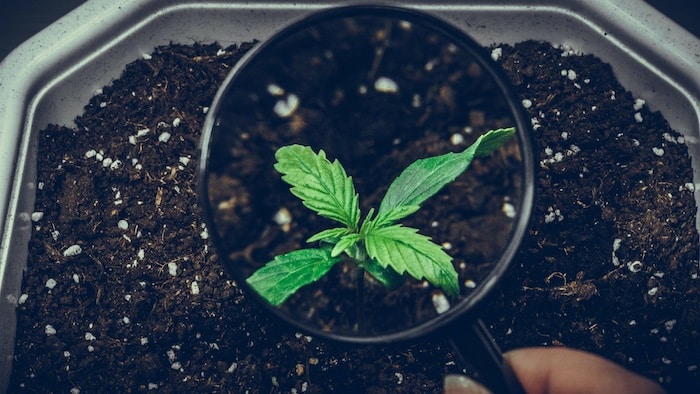 Marihuana