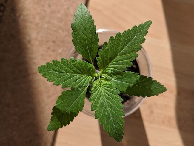 mutation leaves