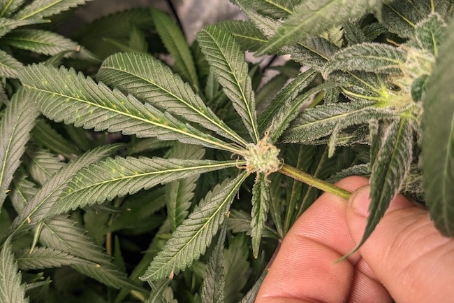 mutation leaves
