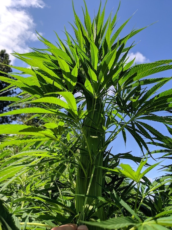 mutation leaves