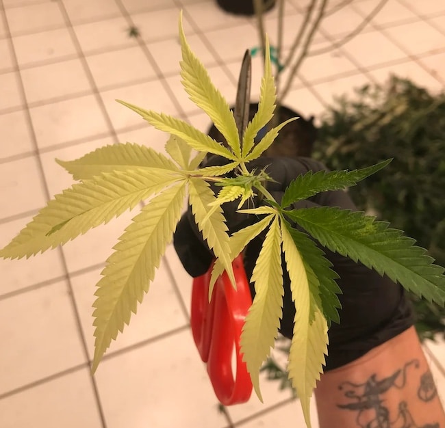 mutation leaves