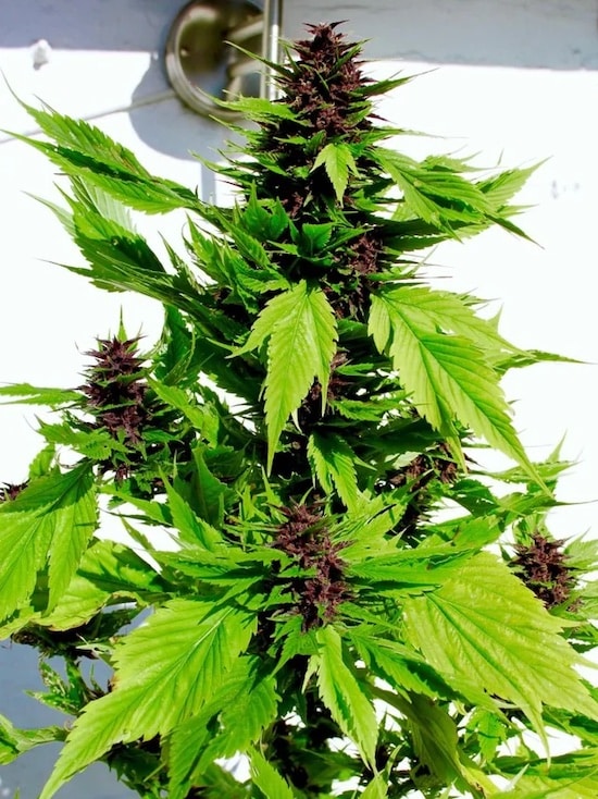 mutation leaves