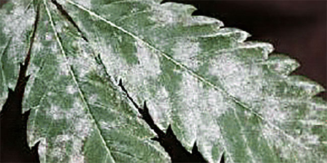 fungi cultivation cannabis