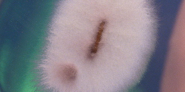 fungi cultivation cannabis