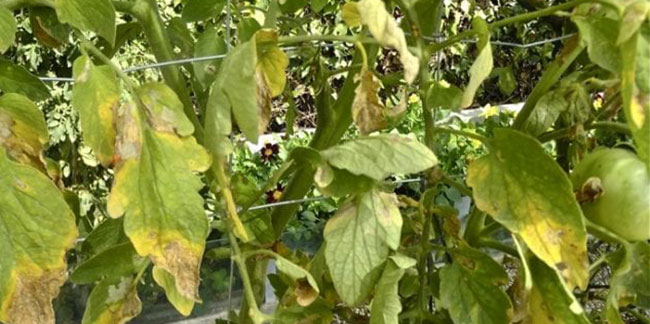 fungi cultivation cannabis