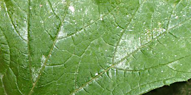 fungi cultivation cannabis