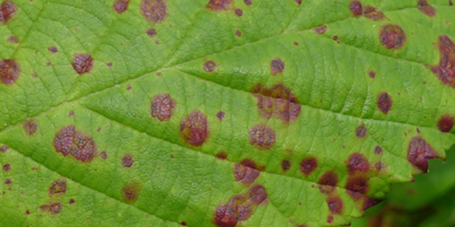 fungi cultivation cannabis
