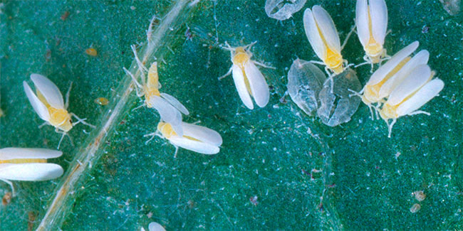 solutions to cannabis pests and diseases